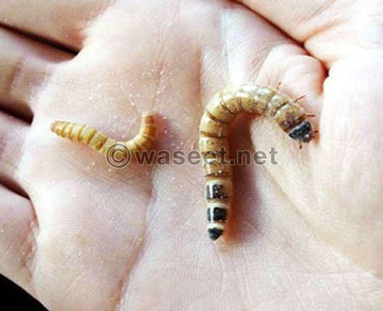 Mealworms & super mealworms 1