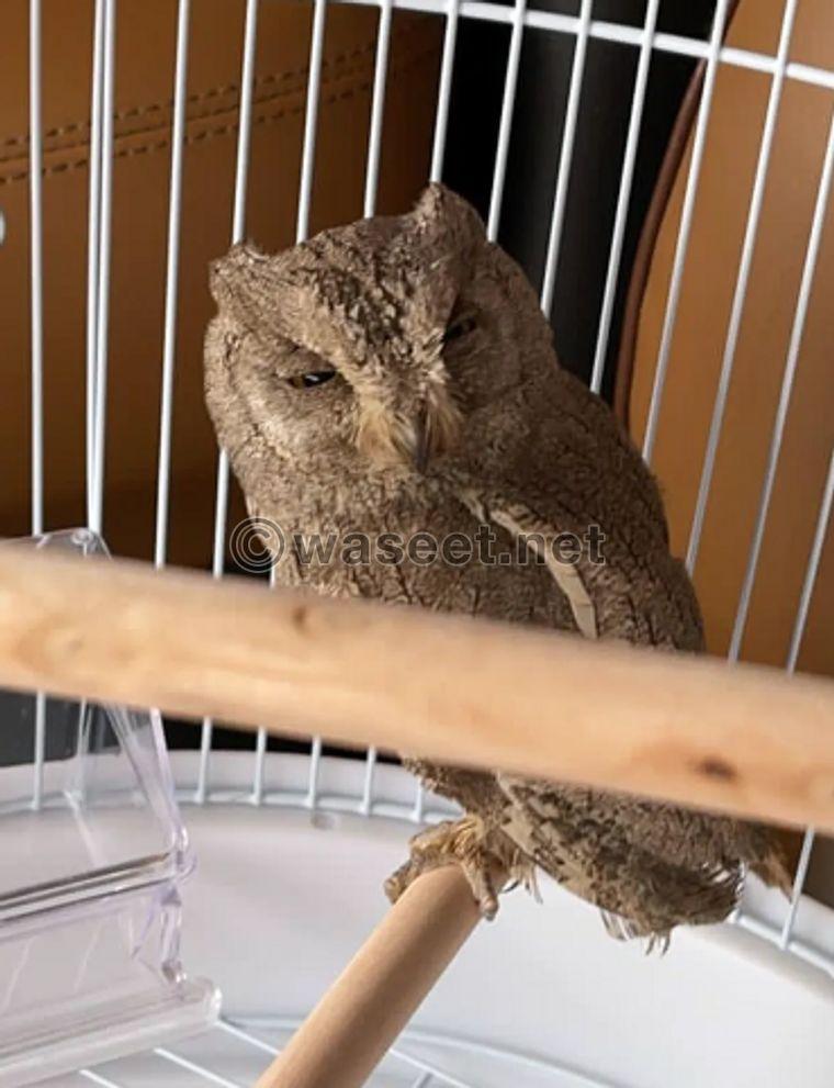 Mini owl very friendly 0