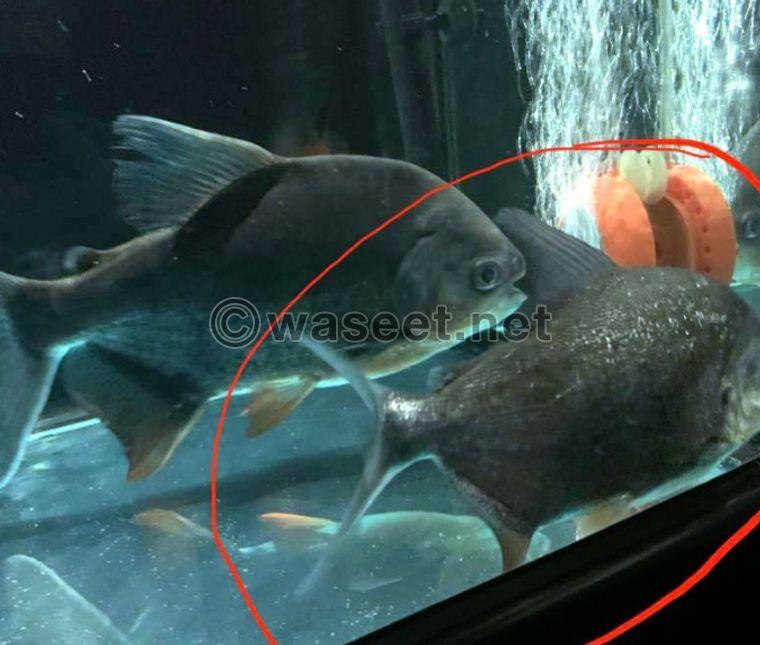 Red Belly Pacu Fish 1