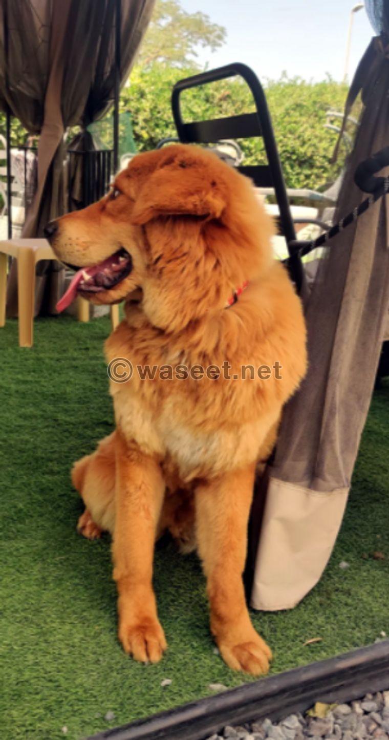 Tibetan Mastiff for sale 1