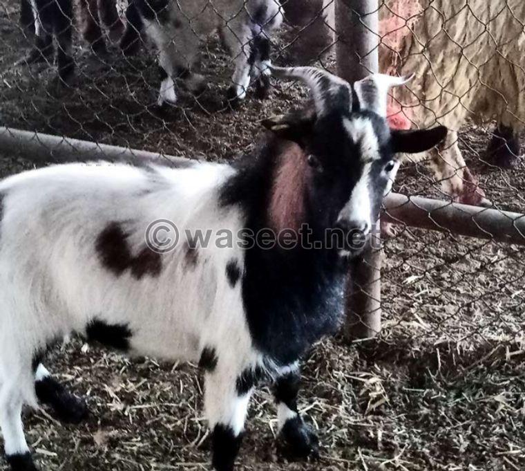 dwarf goat for sale 0
