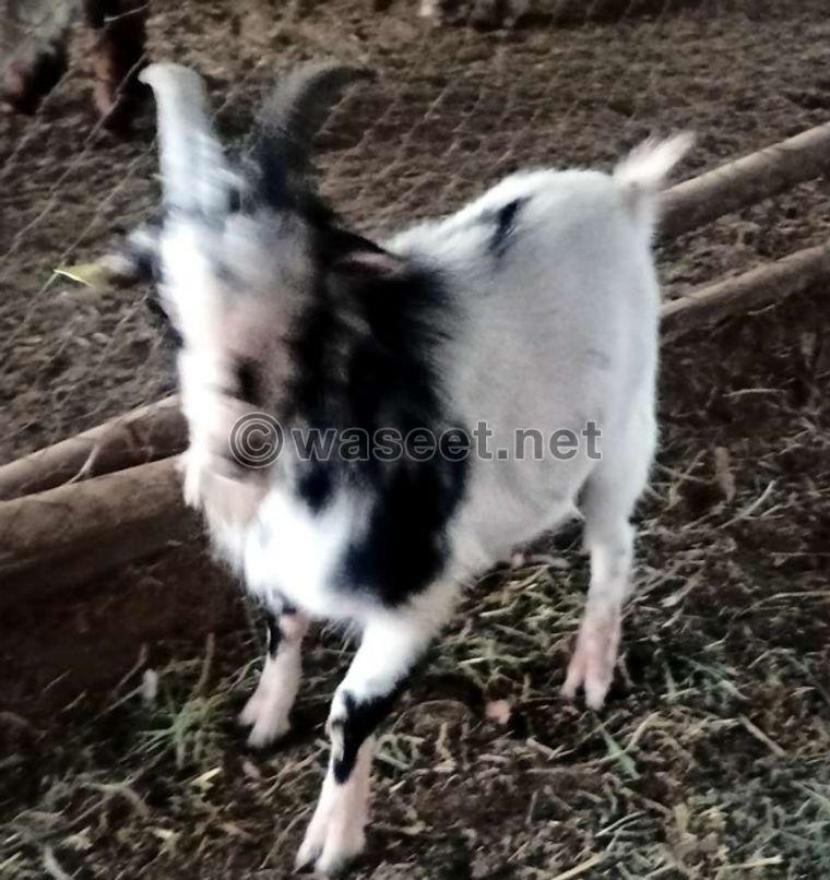 dwarf goat for sale 1