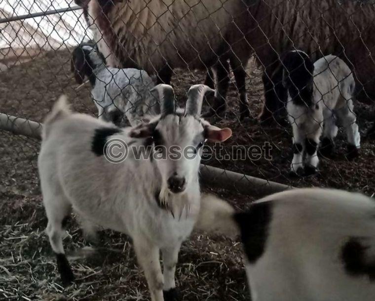 dwarf goat for sale 2