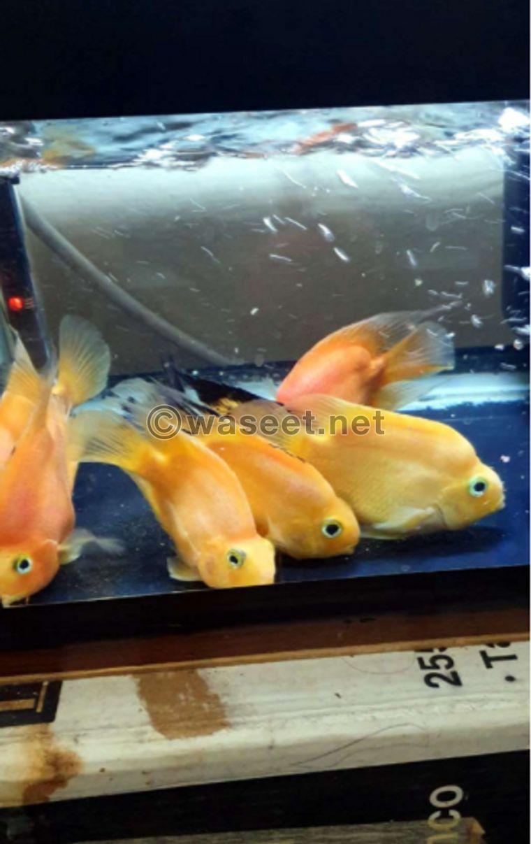 fishes for sale 2