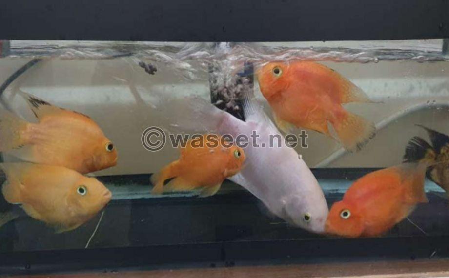 fishes for sale 3