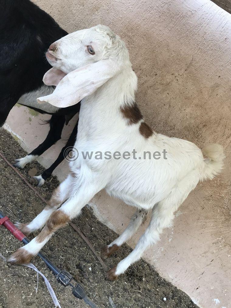 male goats 1