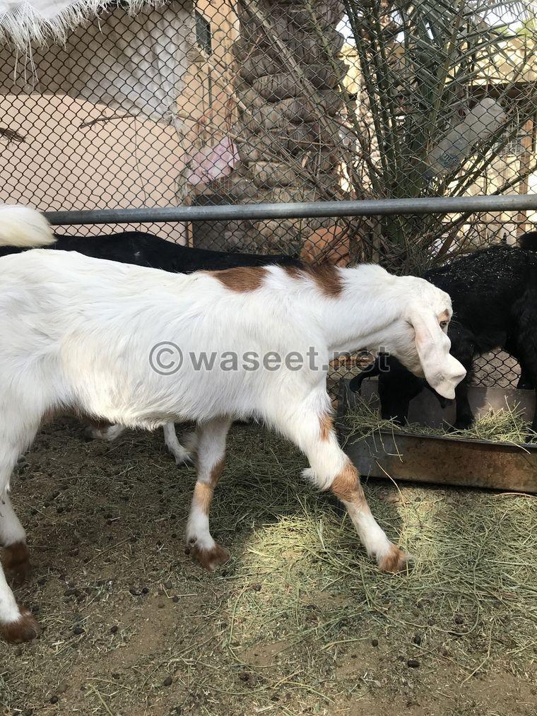male goats 3
