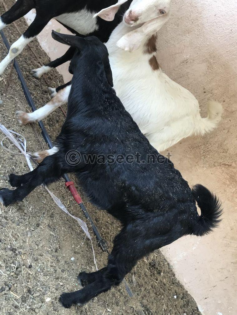 male goats 2