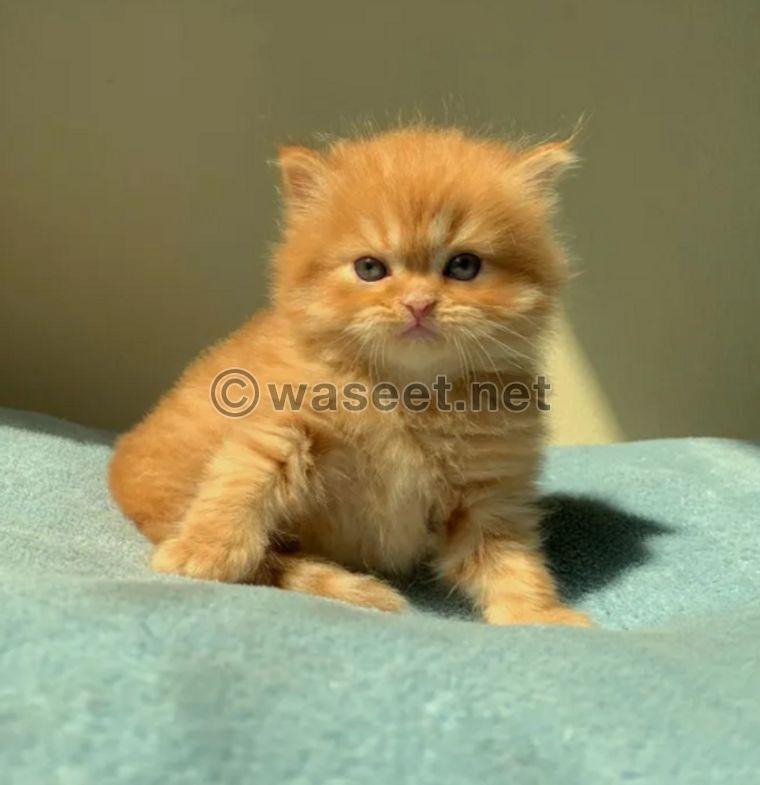 persion exotic shorthair 0
