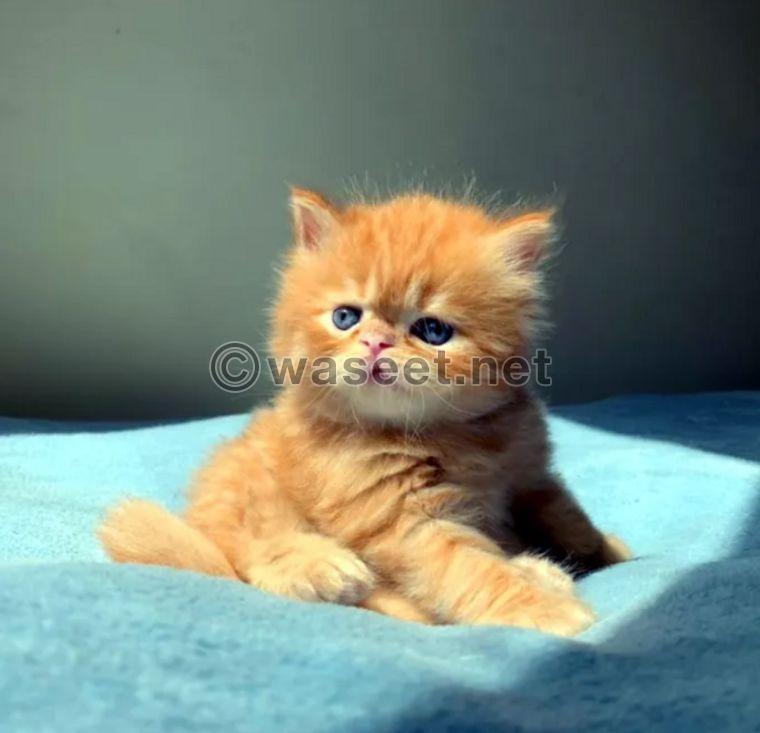 persion exotic shorthair 1