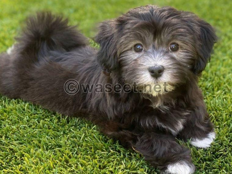 Adorable Havanese puppy available  0