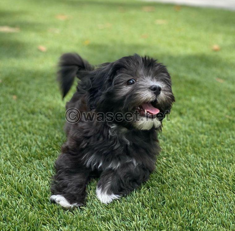 Adorable Havanese puppy available  1