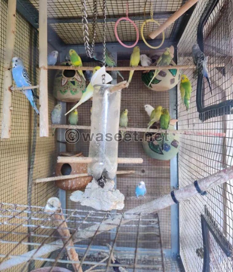 small parrot for sale 0
