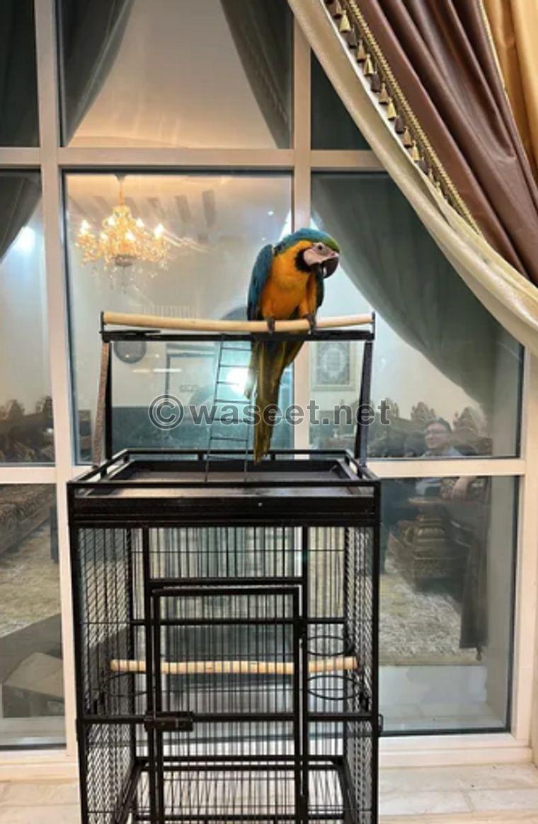 Blue and gold macaw for sale in good condition with cage 0