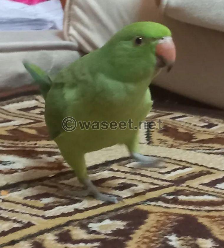  Green Beirut parrot for sale 0
