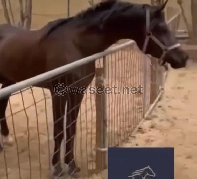 For sale a purebred black Arabian stallion 0