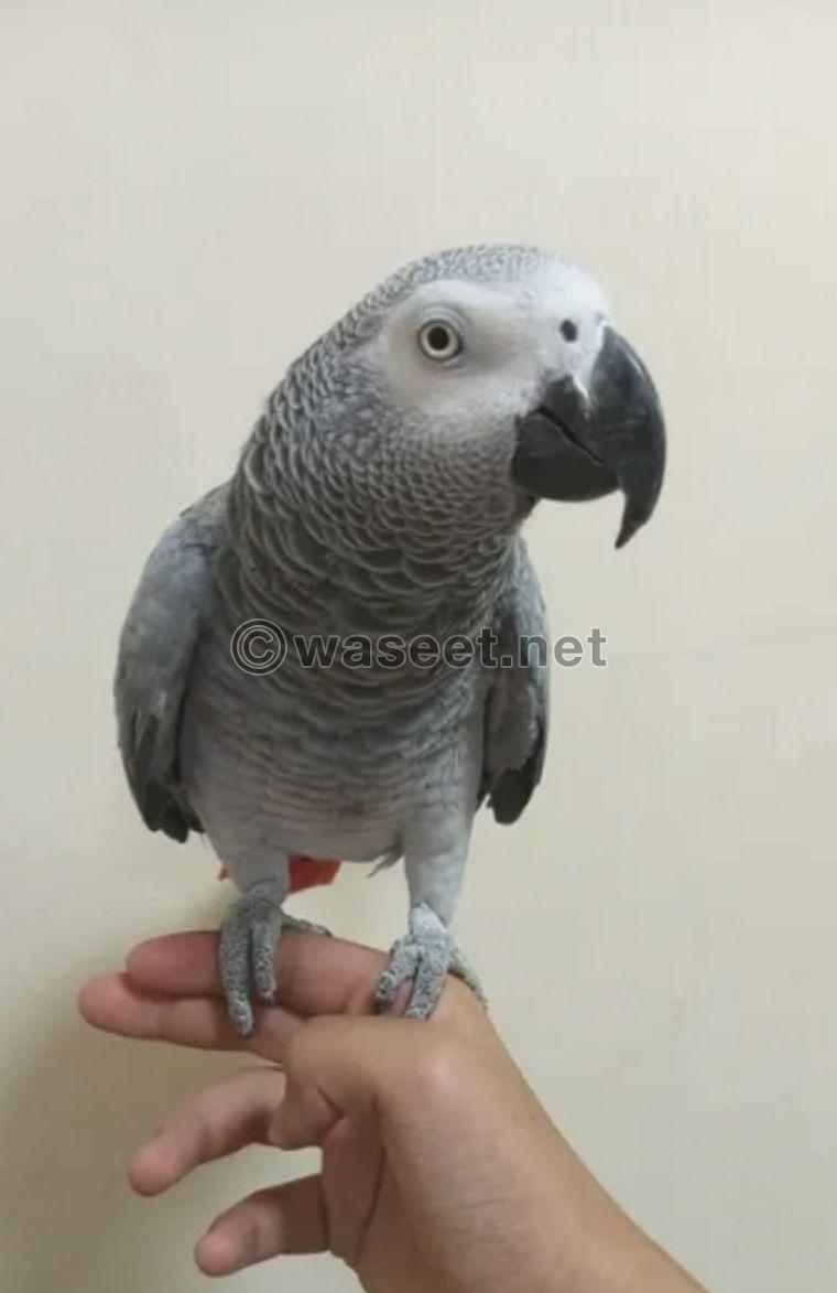 For sale a trained and speaking Casco parrot 0