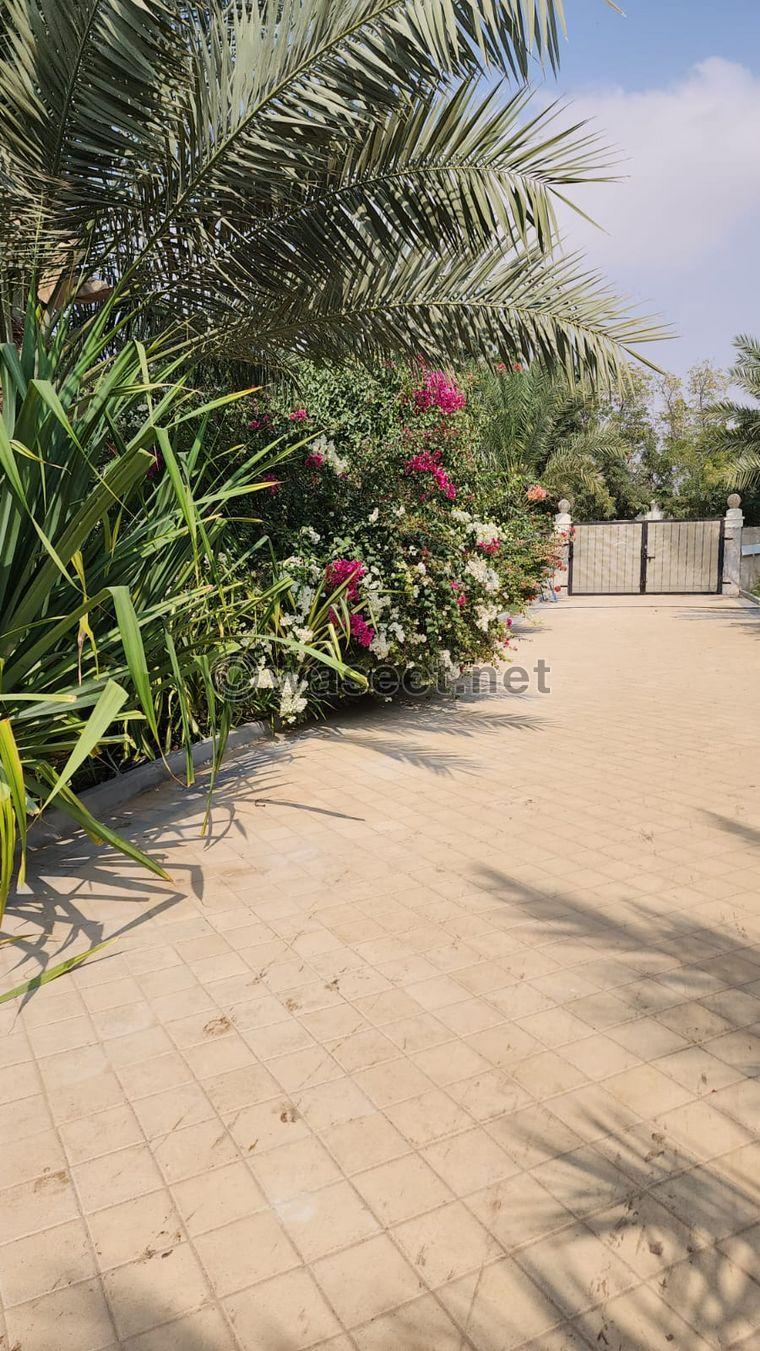 For daily rent in Ajman, a farm in Helio 9