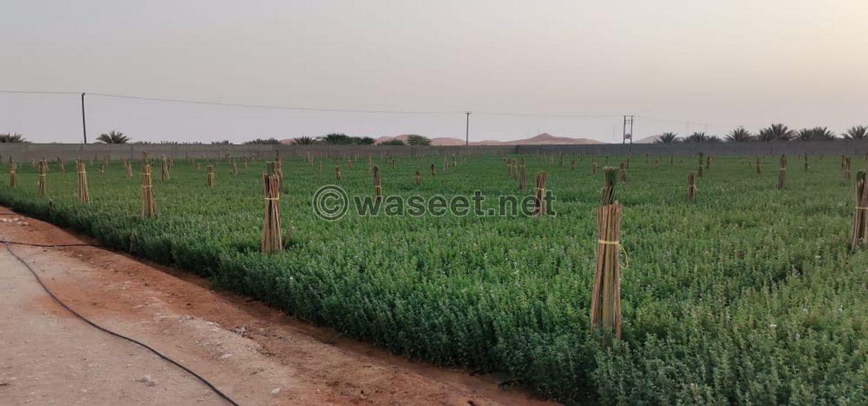 A farm for rent with everything in Ain Al Anka  1