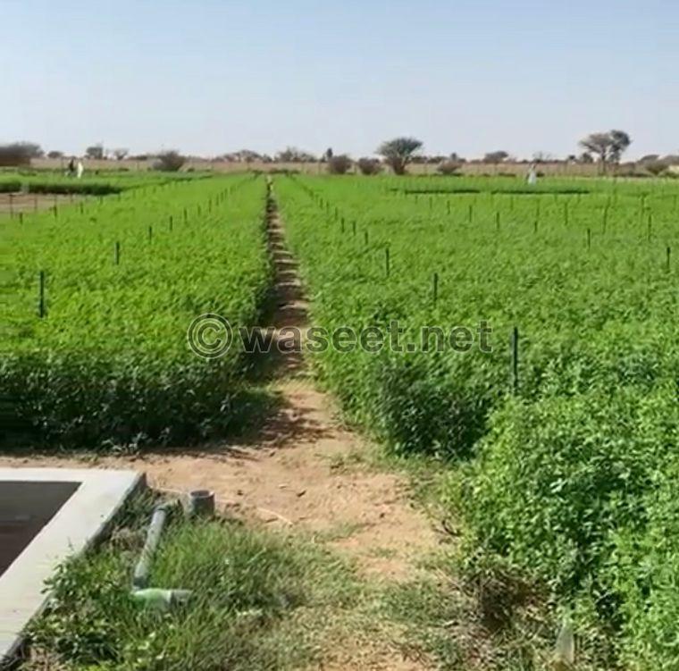 A farm for rent with everything in Ain Al Anka  0