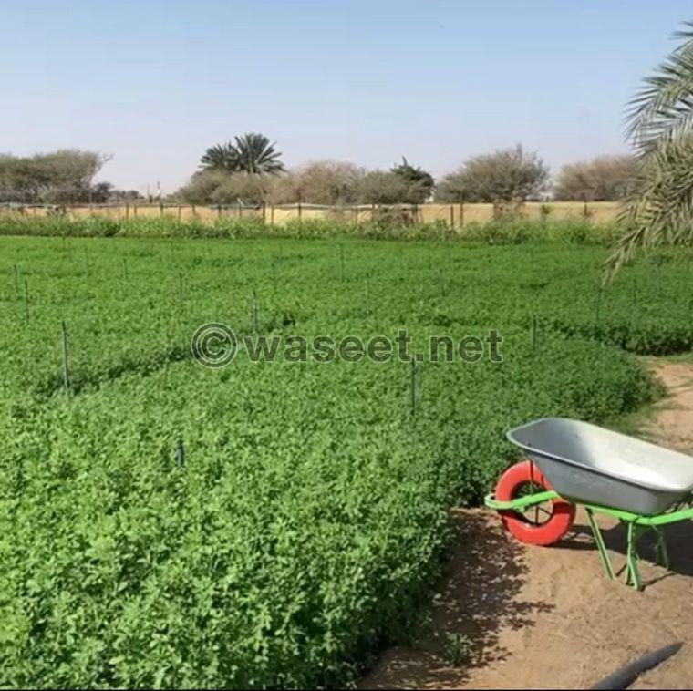 A farm for rent with everything in Ain Al Anka  5