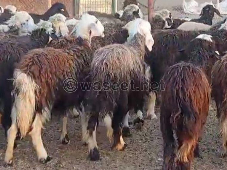Sheep cattle for sale 0