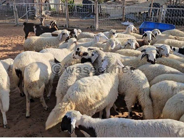 Sheep for sale 0