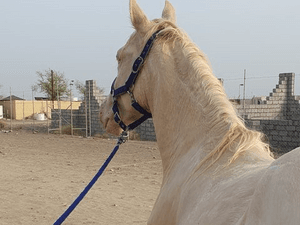 Spanish Cremelo horse for sale in Sohar