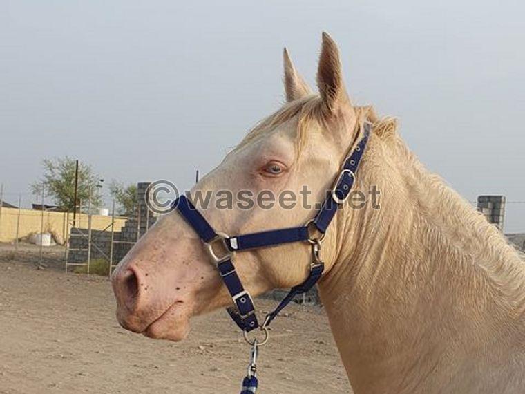 Spanish Cremelo horse for sale in Sohar 1