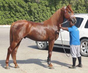 Beautiful young horse for sale in the United Arab Emirates 