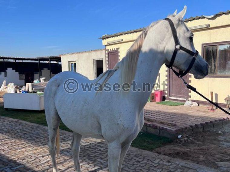 حصان عربي أبيض جميل للبيع 0