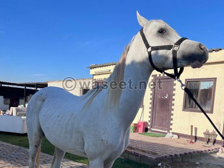 حصان عربي أبيض جميل للبيع 1