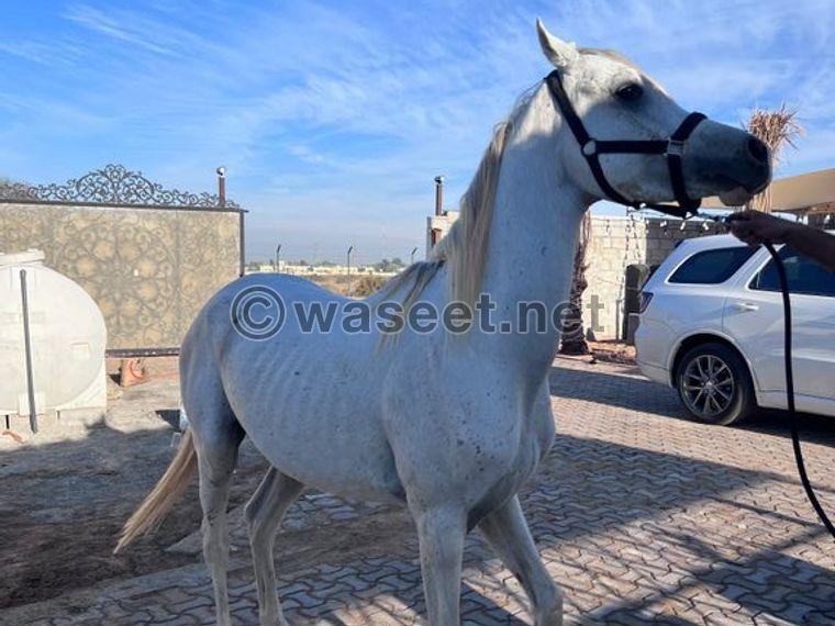 حصان عربي أبيض جميل للبيع 2