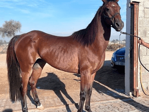 Horse for Sale Chesnut