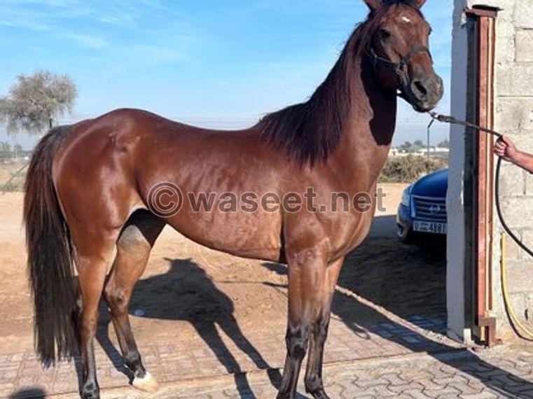 Horse for Sale Chesnut 0