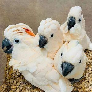 Cockatoo parrots are adorable
