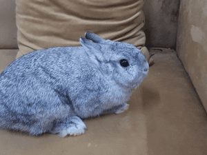Dutch dwarf rabbit for sale