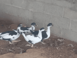 Egyptian baladi duck
