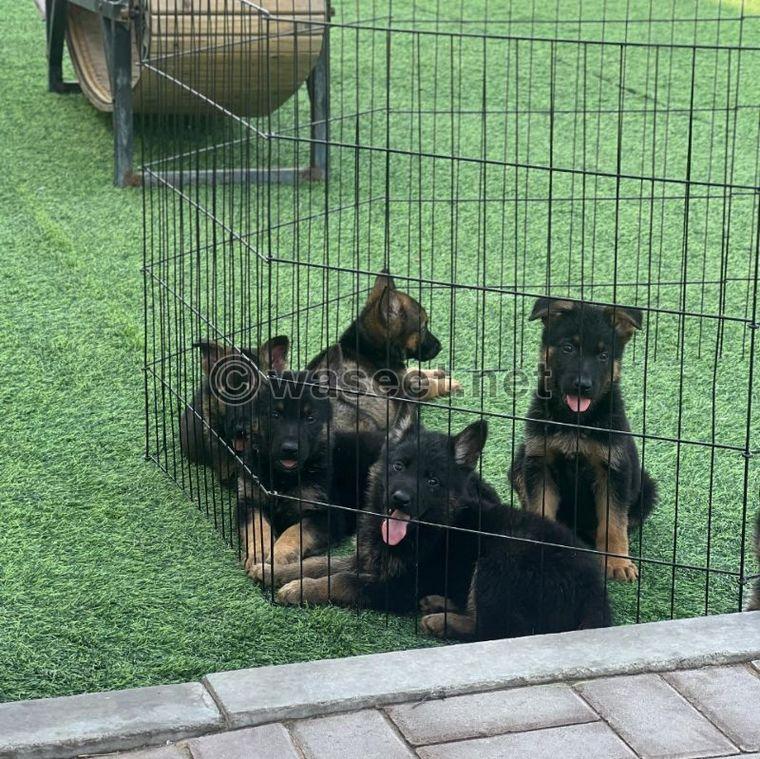 مركز تدريب كلاب متوفر كلاب ألماني برجي عمرهم 2 شهر 0