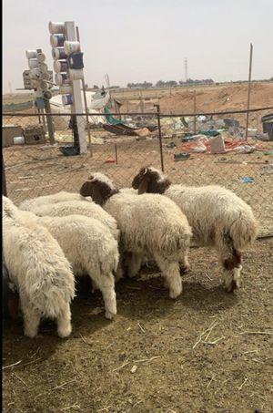 For sale Naemi sheep carcasses, Najdi lamb, Mahli male goat, Omani male goat