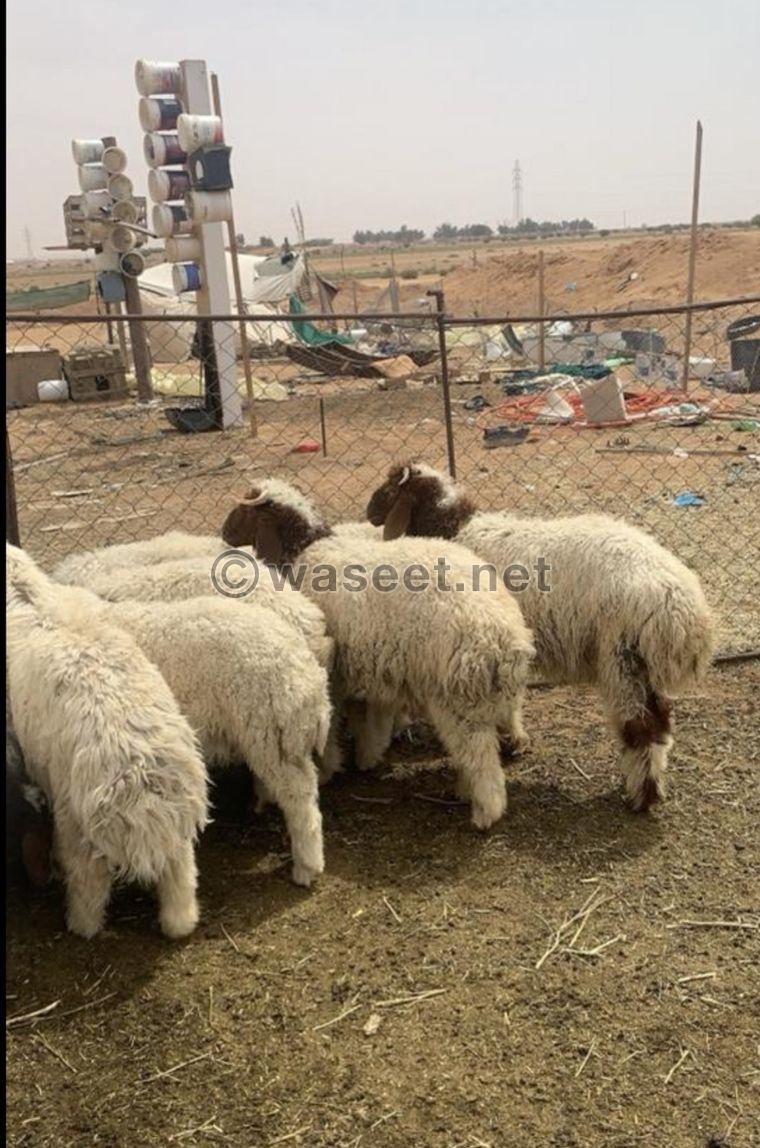 For sale Naemi sheep carcasses, Najdi lamb, Mahli male goat, Omani male goat 0