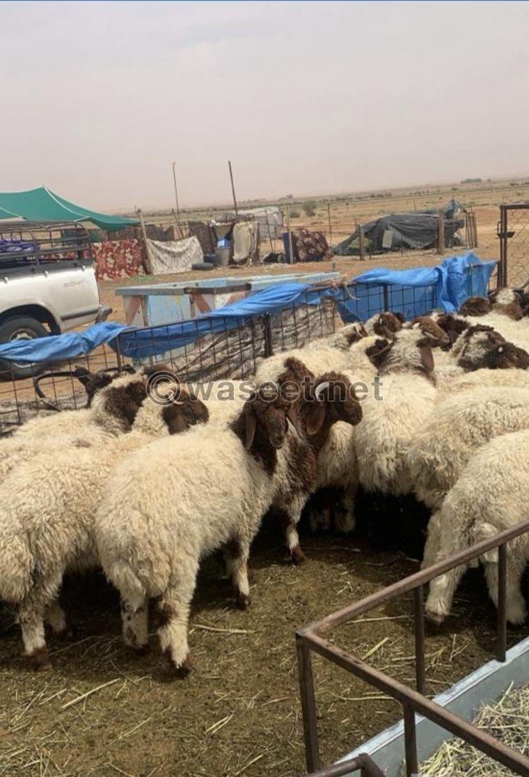 For sale Naemi sheep carcasses, Najdi lamb, Mahli male goat, Omani male goat 1