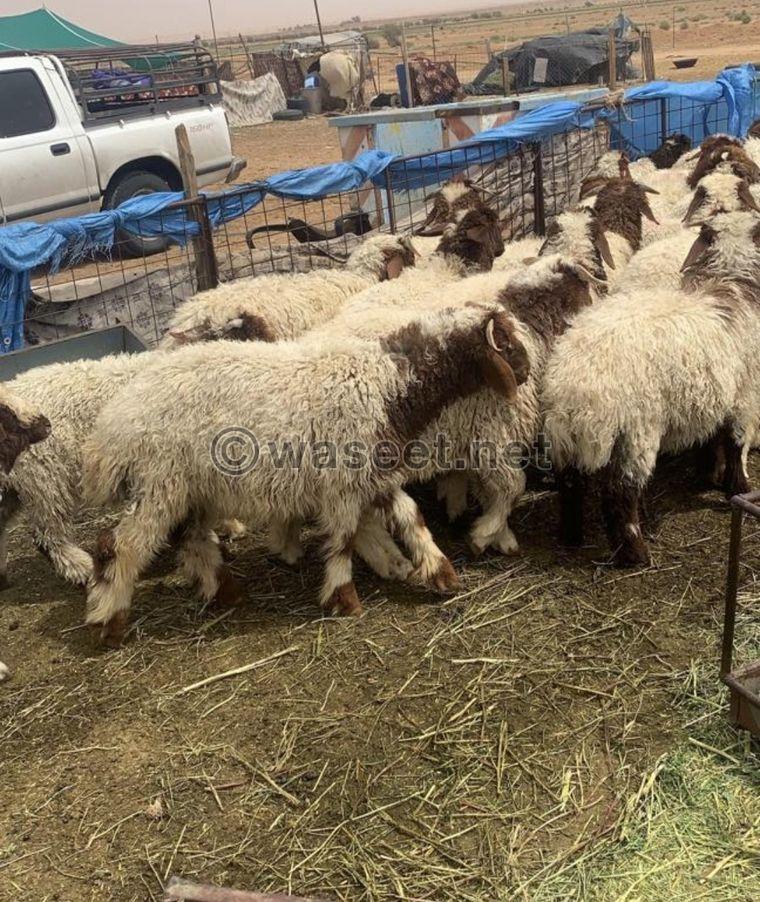 For sale Naemi sheep carcasses, Najdi lamb, Mahli male goat, Omani male goat 2