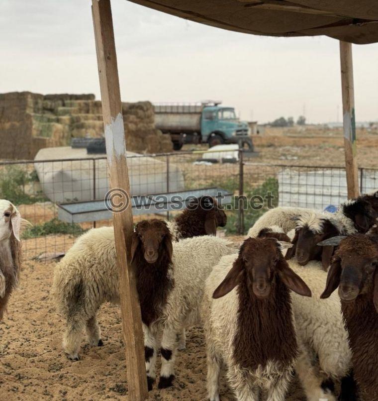 For sale Naemi sheep carcasses, Najdi lamb, Mahli male goat, Omani male goat 3