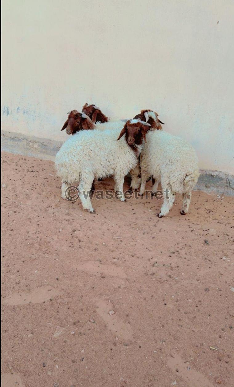 For sale Naemi sheep carcasses, Najdi lamb, Mahli male goat, Omani male goat 4
