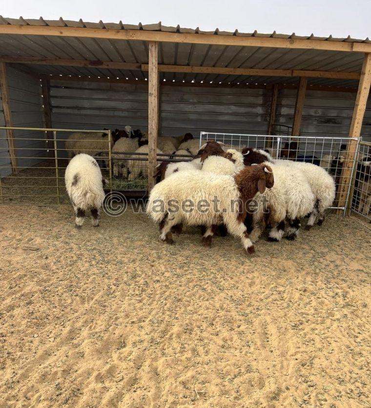 For sale Naemi sheep carcasses, Najdi lamb, Mahli male goat, Omani male goat 5
