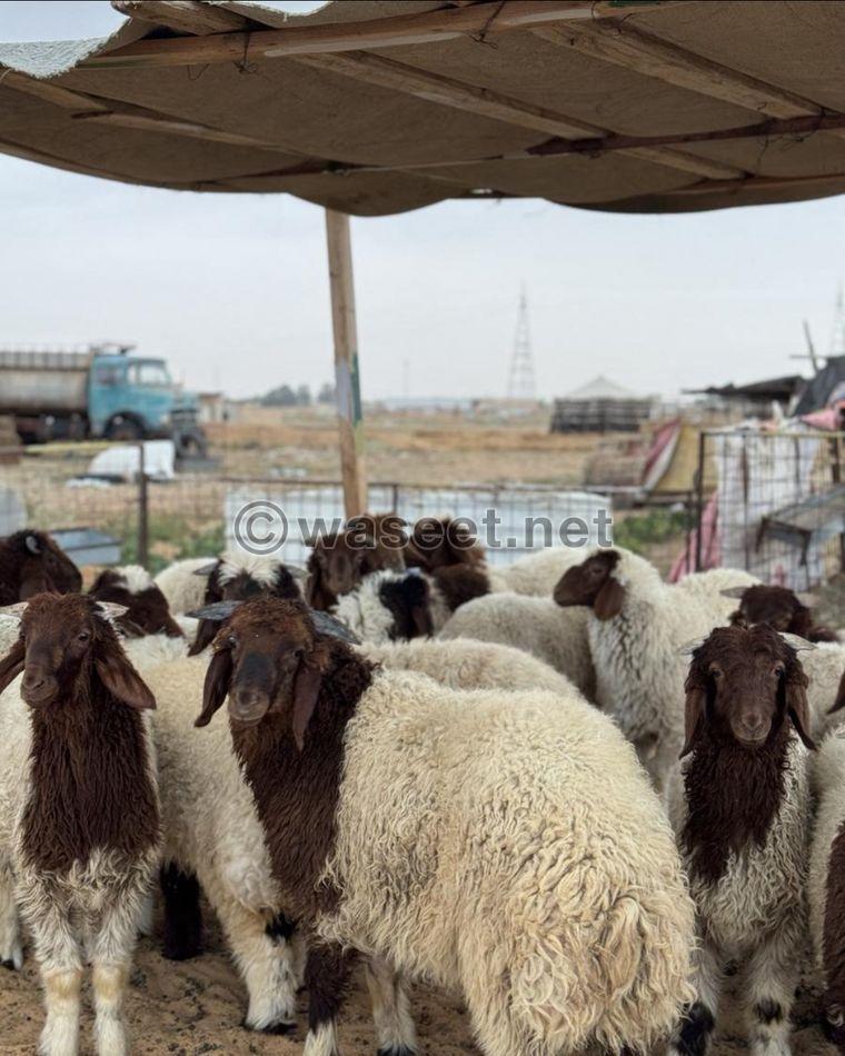 For sale Naemi sheep carcasses, Najdi lamb, Mahli male goat, Omani male goat 6