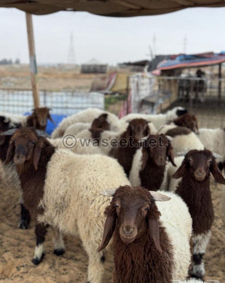 For sale Naemi sheep carcasses, Najdi lamb, Mahli male goat, Omani male goat 7