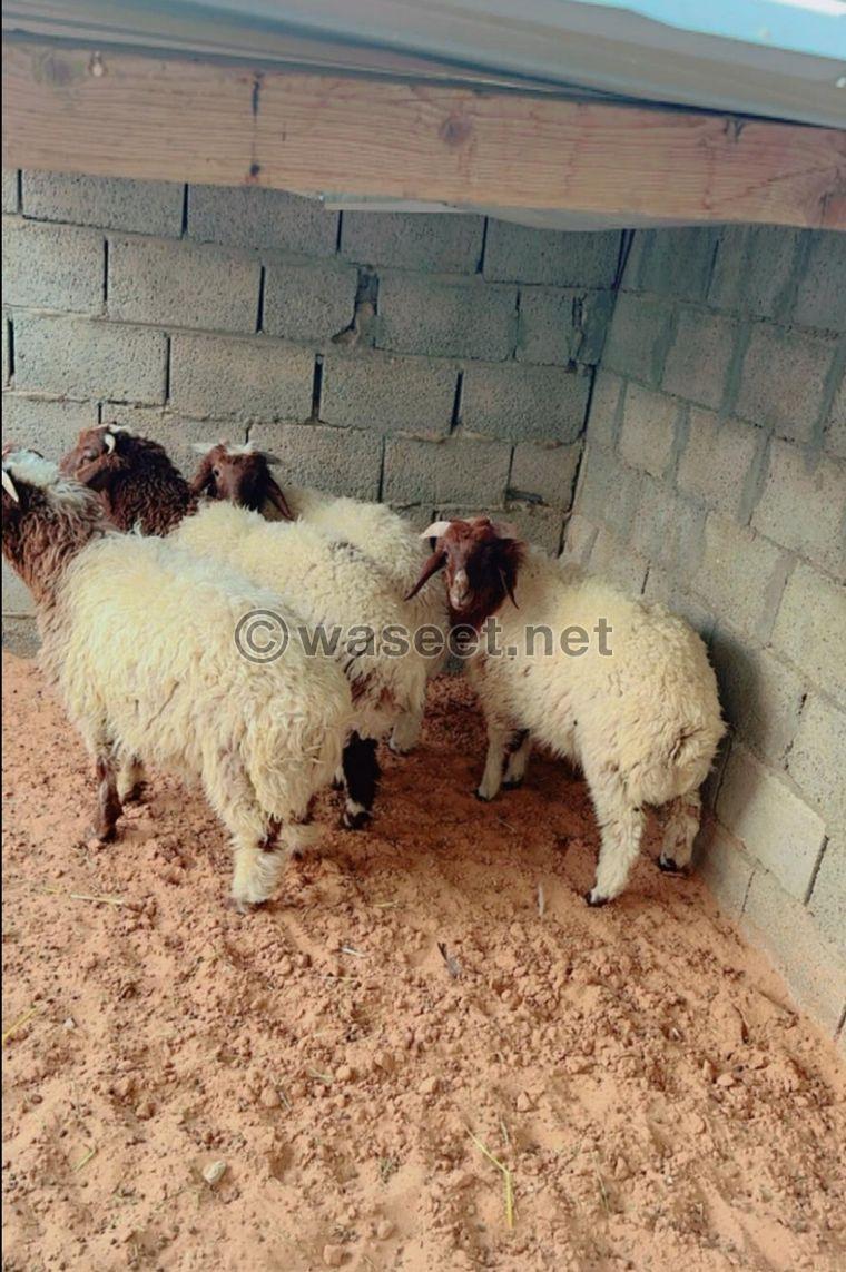 For sale Naemi sheep carcasses, Najdi lamb, Mahli male goat, Omani male goat 8