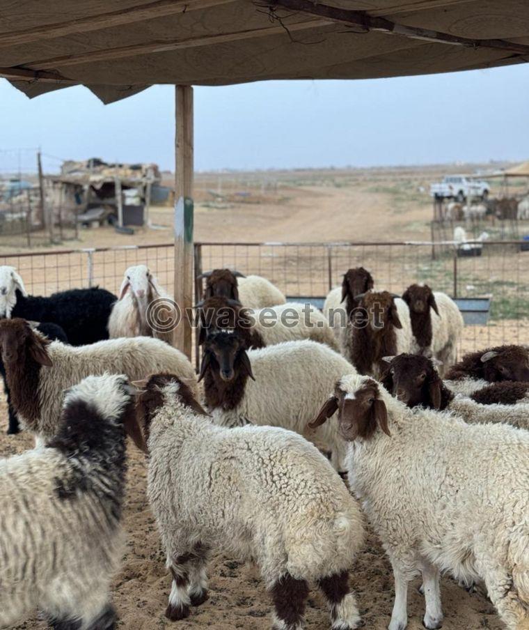 For sale Naemi sheep carcasses, Najdi lamb, Mahli male goat, Omani male goat 9